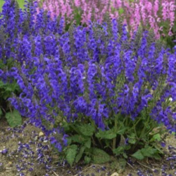 Шалфей Salvia hybrida amante