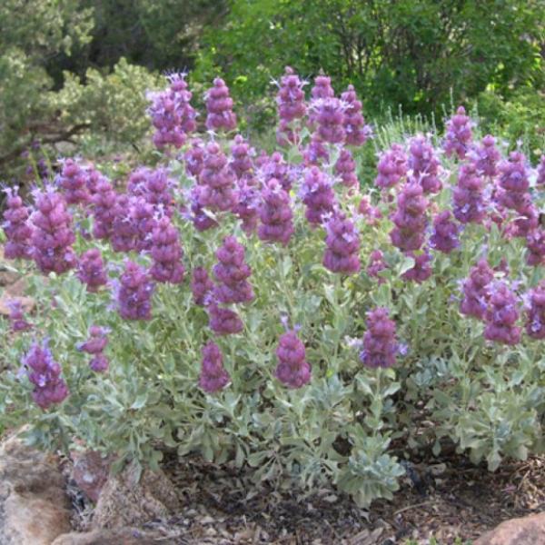 Sage, Mojave - S. pachyphylla | Friends School Plant Sale