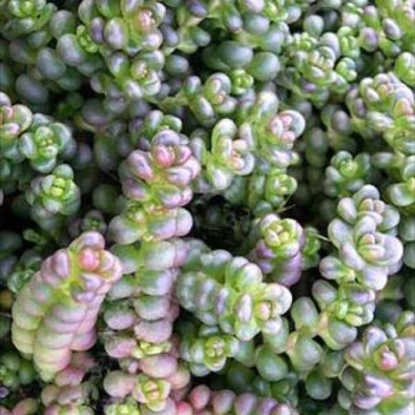 Stonecrop, Creeping - Old Man's Bones | Friends School Plant Sale