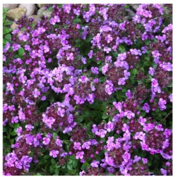 Thyme, Creeping - Caborn Wine and Roses | Friends School Plant Sale