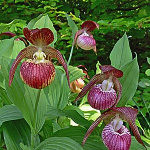 Lady s Slipper Frosch s Harlequin Friends School Plant Sale