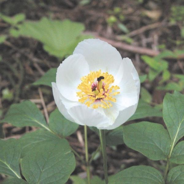 Peony, Japanese - P. japonica | Friends School Plant Sale