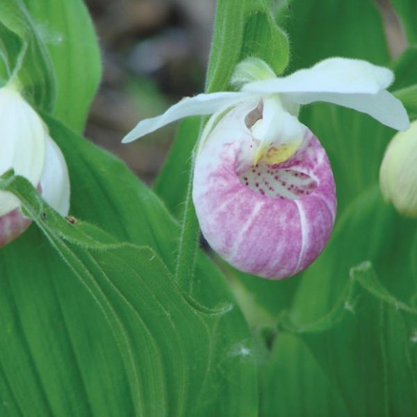 Showy lady slipper for sale new arrivals