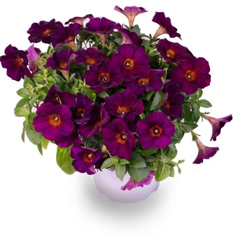 Petunia Crazytunia Golden Eye Purple, red-violet with gold eyes