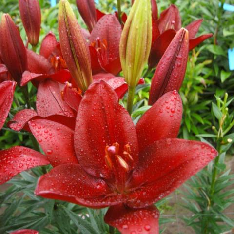 Lily, LA - Summer Sky | Friends School Plant Sale