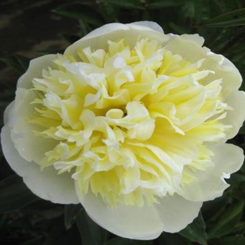 Peony - Geraldine | Friends School Plant Sale