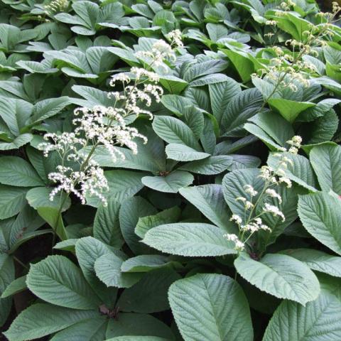 Rodgersia aesculifolia, green toothed leaves and white flower clusters on upright stems