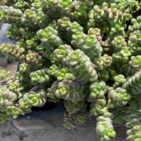 Sedum old man's bones, many small bulbous leaves on stems