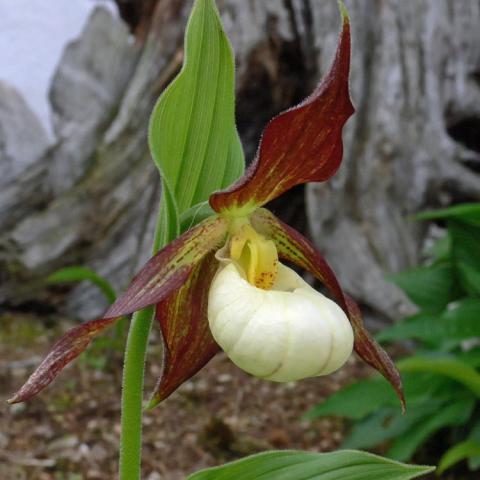 Lady's Slipper - Martha | Friends School Plant Sale