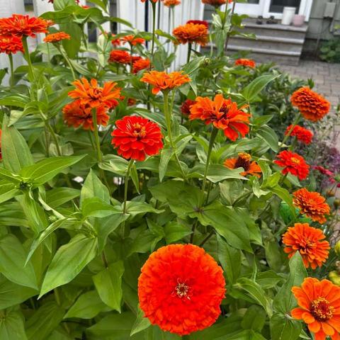 Double orange zinnias, green leaves