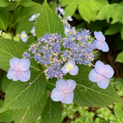 Hydrangea Tiny Tuff Stuff, light lavender blue flat panicles