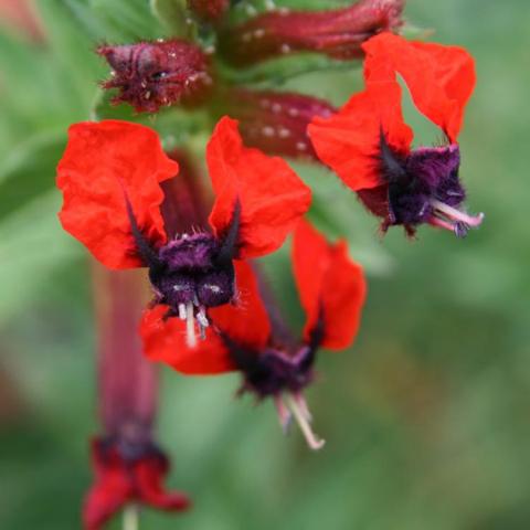 Cuphea Torpedo, bright red petals wing away from dark purple center