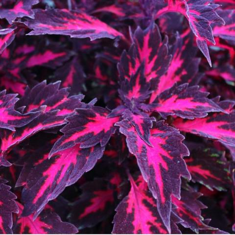 Coleus Down Town Royalty, long narrow pointed leaves in purple with hot pink centers