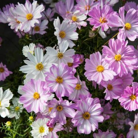 Cosmos Apollo Love Song, frilly light pink or white daisies with yellow centers