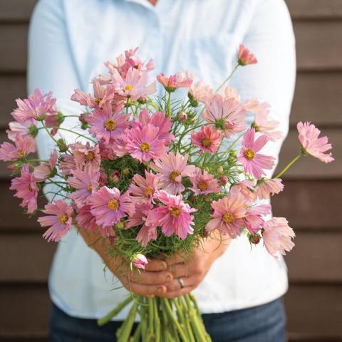 Cosmos Apricotta, apricot-pink daisy-type flowers with ragged petal ends in a bouquet