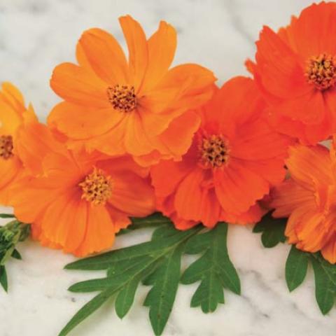 Cosmos Bright Lights, single flat flowers in shades of orange