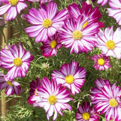 Cosmos Dwarf Purple Picotee, cupped daisies white base streaked with dark magenta