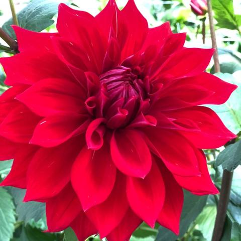 Dahlia Babylon Red, large bright red double flower with rounded pointed petals