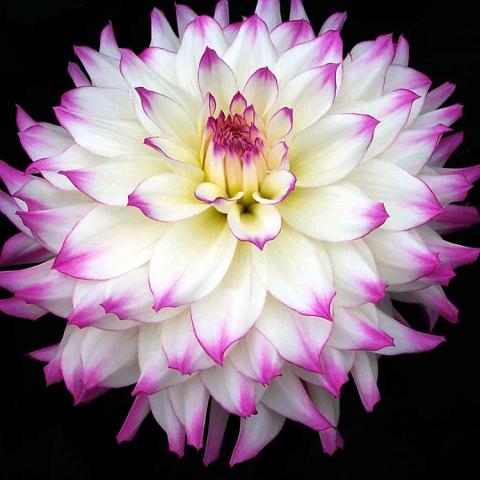 Dahlia Ferncliff Illusion, white flower with dark lavender petal ends arranged radially