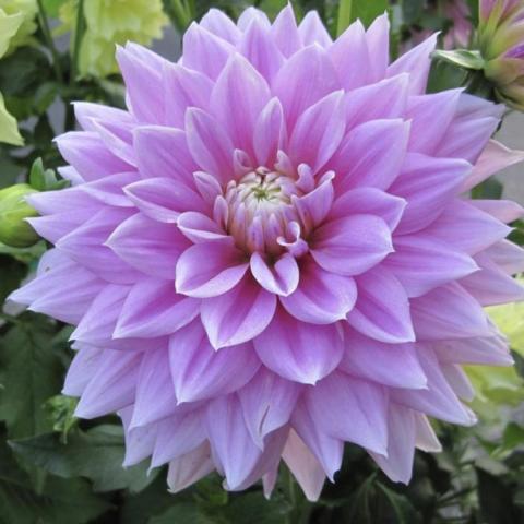 Dahlia Ferncliff Inspiration, lavender double flower with rounded pointed petals arranged radially