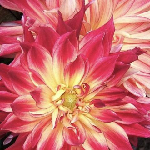 Dahlia Manhattan Island, ragged burnt red petals with a light yellow center