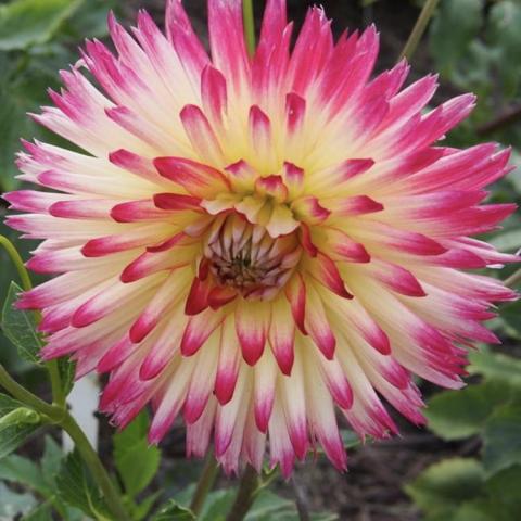 Dahlia Tahiti Sunrise, quill-like petals are light yellow with pink tips