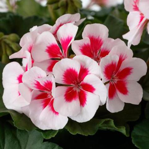 Pelargonium Mojo White Splash, rounded white flowers with dark pink centers