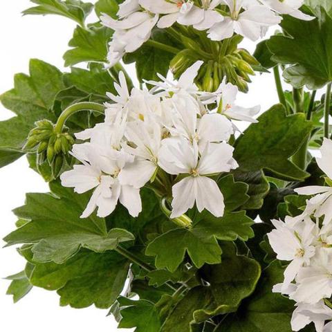 Pelargonium Starry Pure White, white geranium flowers, green leaves