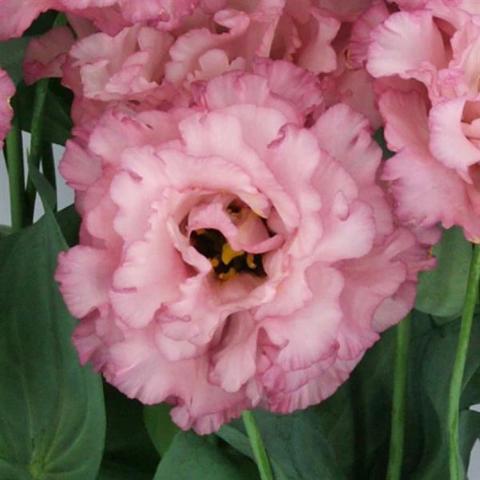 Eustoma Celeb 2 Madonna, dusky rose double flower like a rose