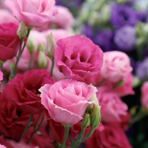 Eustoma Rosita 3, rosę-like flowers in shades of pink