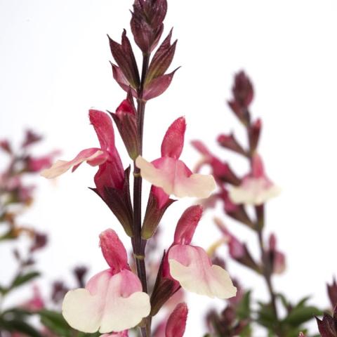 Salvia Vibe Ignition Sunrise, two-lipped light pink to pink flowers on upright stems