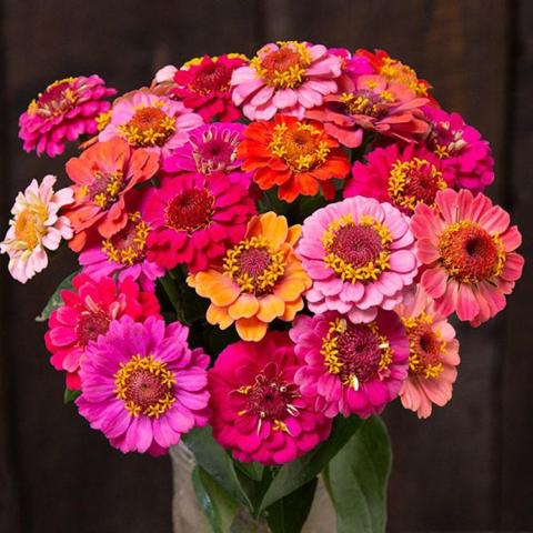 Zinnia Thumbelina Mix, bouquet of semi-double short-petaled daisy-type flowers in pink, orange and purple