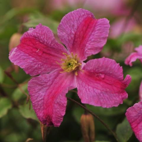 Clematis Pink Mink, four-petaled pink flower with darker pink bar at petal center