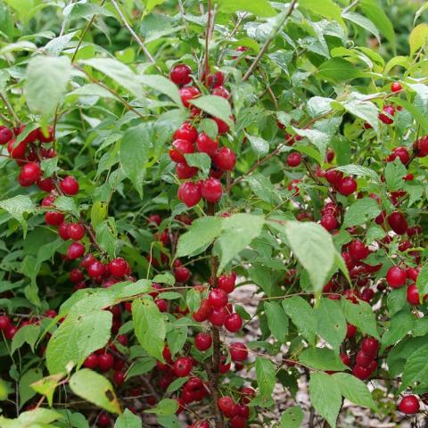 Prunus Easy as Pie, dark red cherries growing on a tree