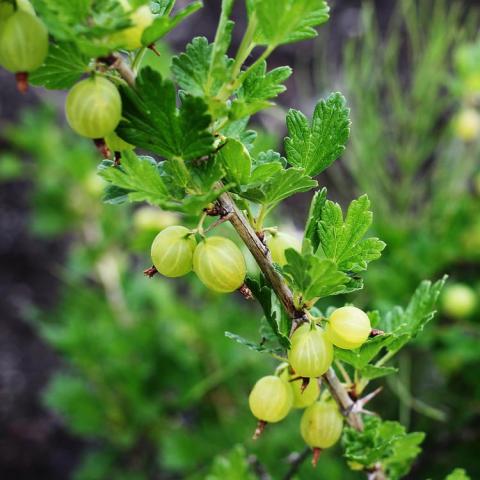 Gooseberry Hinnomaki Yellow, yellow round fruits and green leaves