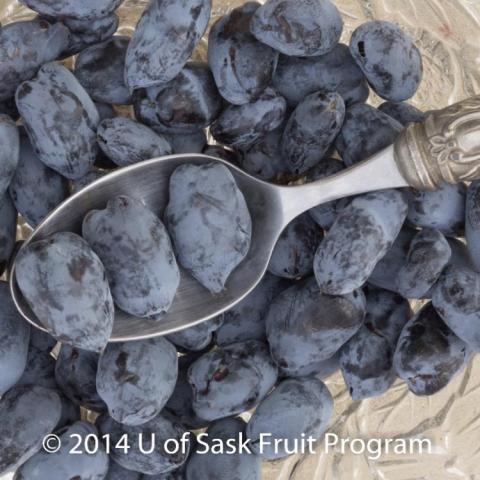 Honeyberry Boreal Beauty, long blue berries on a spoon