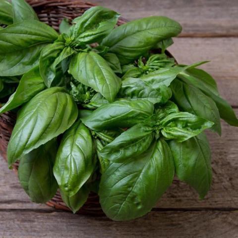 Basil Gustoso, large green shiny cupped leaves