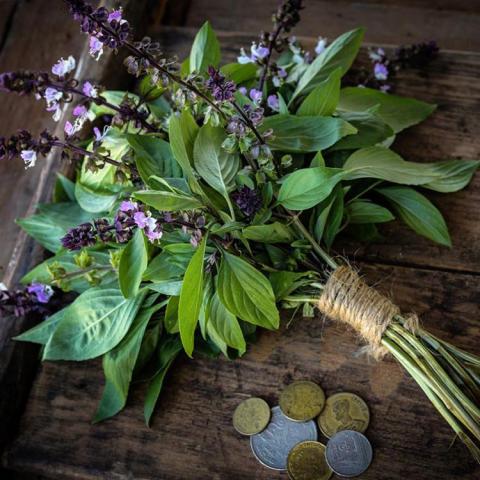 Basil Thai Sweet, green leaves with lavender flowers, purple stems