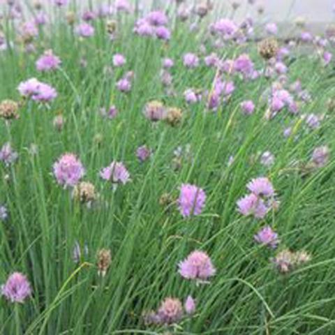 Allium Purly, lavender chive flowers above narrow cylindrical stem leaves