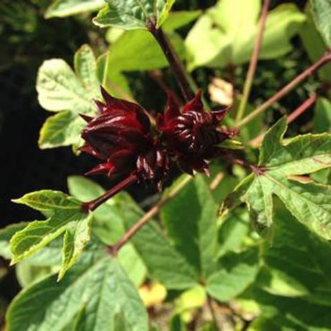 Roselle Thai Red, hibiscus-like green leaves and darkest red cluster at center