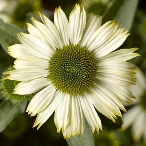 Echinacea Compact Prairie Splendor, white-petaled coneflower with greenish orange cone