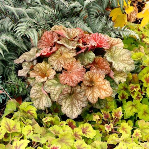 Heuchera Changeling, silvery to rusty maple-shaped leaves