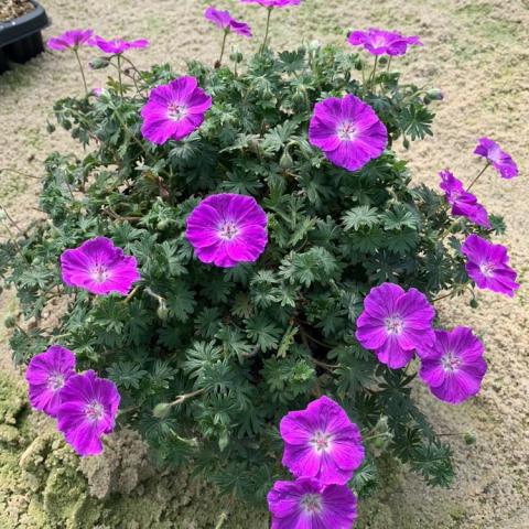 Geranium Frivolious Purple, open flat bright magenta-purple on low green plant