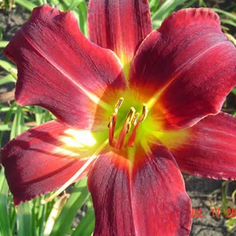 Hemerocallis Arriba, dark red with green throat