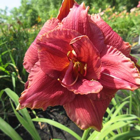 Hemerocallis Double Cupcake, rusty red double flower