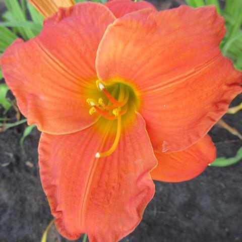 Hemerocallis House of Orange, pinkish orange large flower with a yellow eye