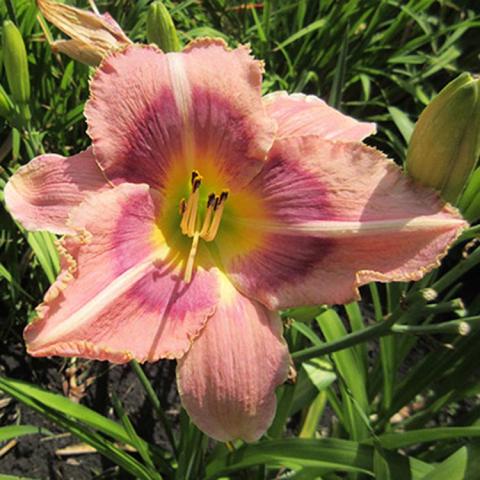 Hemerocallis Last Flight Out, pink flower with darker pink eyezone and green throat