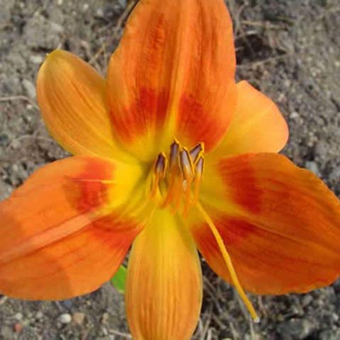 Hemerocallis Mexican Pottery, two-toned orange large flower