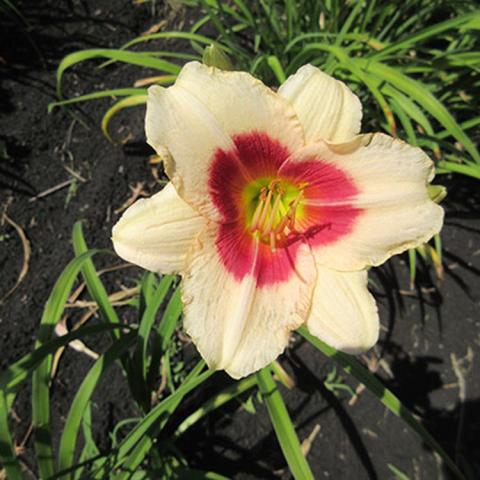 Hemerocallis Siloam Shocker, cream petals, red eyezone, green throat