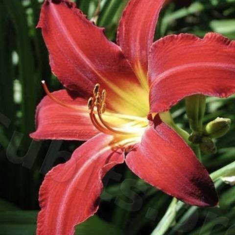 Hemerocallis Spider Man, dark red long petals and yellow throat